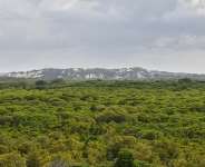 This picture taken on June 18, 2019 shows a pristine mangrove forest neighbouring Manda island near the resort town of Lamu where life has changed little over the centuries in this part of Kenyas north coast, - AFP - TONY KARUMBA