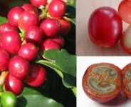 Myths About Coffee