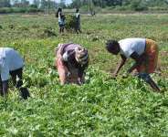 UN Food Systems Summit: Biotechnology Key to Meeting SDG on Zero Hunger