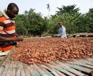Parliament passes Ghana Cocoa Board Bill to guarantee farmers 70% of cocoa export price