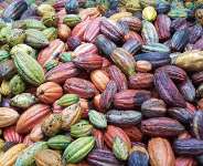 Cocoa Growth Slows Sharply in Q1 2026 After Last Year’s Big Rebound