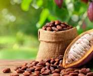 Cocobod releases GH¢2.6 billion to LBCs to settle cocoa farmers