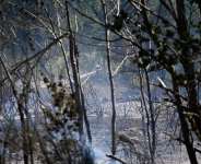 Fires have ravaged areas of southern Europe in recent days. -  Matthieu Rondel, AFP