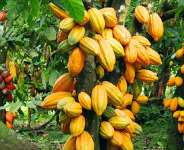 Are The Rains Playing Games With Cocoa Yields?