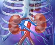Silent Damage: Why Early Diagnosis Matters in Chronic Kidney Disease