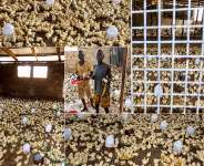 Farmerappeals forpoultryprocessingplant in Asene Manso Akroso