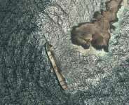 The tanker Caroline Bezengi, grounded and partly submerged off the coast of Oman, leaks crude oil into the sea on August 5, 2026. -  AP