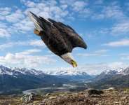 The Eagle’s Hard Choice