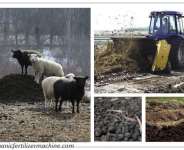 A Guide to Compost Sheep Manure for Organic Fertilizer
