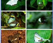 Atewa Forest: Ghana’s butterfly haven and a global biodiversity treasure