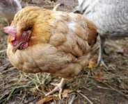 Eimeria species a Silent Poultry Parasite Threatens Ghana’s Agribusiness, Causing Massive Economic Losses