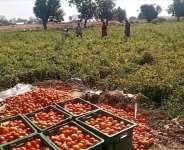 Farmate Limited Partners Government to Cultivate 1,500 Acres of Tomatoes in Upper East Region