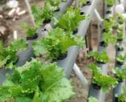 Climate Change: Hydroponics,The New Face of Agriculture?