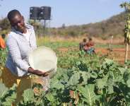 Mutekwatekwa community garden in Mutare, Zimbabwe, is shared by 50 farmers, including 32-year-old Berita Numbi. -  Farai Shawn Matiashe