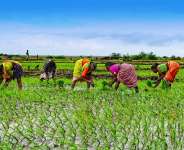 Ayekoo To Our Gallant Farmers!