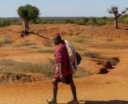 Consecutive years of severe drought have wiped out crops and hampered access to food in the Deep South regions of Madagascar. -  Karel Prinsloo / AFP