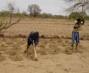 Agricultural workers prepare a za field in Burkina Fasos Yatenga Province in 2007. The traditional technique involves digging small pits that capture rainwater and concentrate nutrients, helping crops survive in dry conditions. -  Edmond Hien/IRD