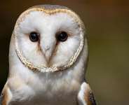 A file photo of a barn owl taken at the Espace Rambouillet forest and wildlife park in Rambouillet, France, taken on July 31, 2026. -  Joel Saget, AFP
