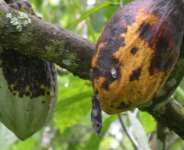 Mitigating the Impact of Cocoa Swollen Shoot Virus Disease in Atwima Mponua