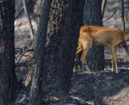 A deer walks in a forest as a wildfire burns in Le Temple, in southwestern Frances Gironde department, amid drought conditions following a heatwave and water shortages across much of France, 29 July. - REUTERS - Yves Herman