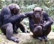 Potential of chimps’ food could lead to unmasking treatment of human cancers and others