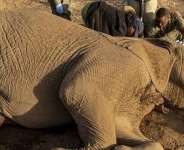 A mystery affliction has killed at least 20 elephants, mostly females or young males, since June in Kenya. -  SIMON MAINA / AFP