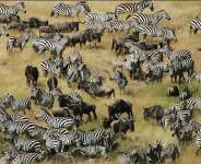 From Ghana to Kenya, The Untamed Beauty of African Safari Parks