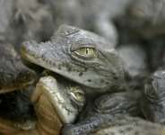 Zoos typically hatch Nile crocodile eggs in carefully controlled incubators. -  Khaled Desouki, AFP