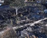 A charred charred landscape lines the hillside after a fire in Hammam Melouane, Algeria, on July 19, 2026. -  Fateh Guidoum, AP