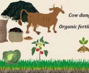 cow dung fertilizer