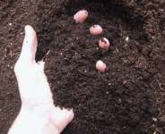 compost