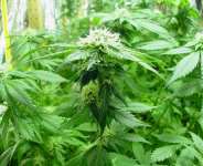 West Africas Cash Crop: Wee