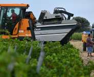 Winemaker Alain Gleyzes (R) speaks with other farmers during a wine grape harvest in La Palme, southern France on July 30, 2026. -  Lionel Bonaventure, AFP