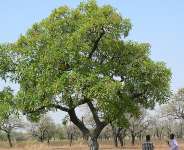 The Cry of a Shear Nut Tree