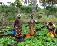 The Agricultural Blind Spot: Why Africa Overlooks Its Farming Potential