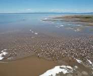 Birds are running out of places to land: 45% of migratory bird species now in decline