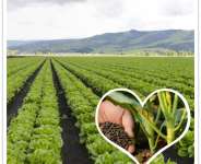 How to Make Vinasse into Organic Fertilizer