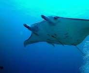 A manta ray in Palau in the Pacific Ocean. The proportion of shark and ray species threatened by ocean warming rose from 24 percent in 2014 to 37 percent in 2021. - Flickr CC BY 2.0 amanderson2
