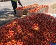 Famers at Anloga-Avume call for buyers, govt intervention as tomatoes rot in farms