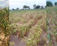 Dry spell threatens crops and livelihoods in Sissala communities