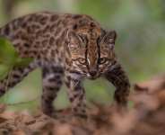 A Leopardus tilcayo cat, a newly identified species through research led by National Geographic Explorer Paola Nogales Ascarrunz, walks at the Senda Verde animal refuge in the Yungas region, Bolivia on September 1, 2026. -  Fernando Faciole, Reuters