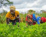 NABOCADO promotes sustainable farming practices to help smallholder farmers build climate resilience