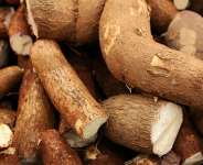 Improperly Processed Cassava Can Cause Cyanide Poisoning and Konzo, a Paralysing Neurological Disease
