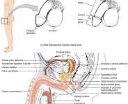 Dealing With Male Infertility-The Case Of Quantity And Quality(part 1)