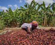 NPP challenges GH¢2,650 cocoa producer price for 2026/27 season