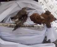 My Take On The Ghana Dog Funeral