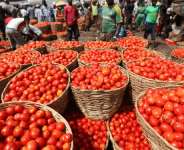 Tomato prices to drop as Ghanaian farmers begin harvest — John Dumelo