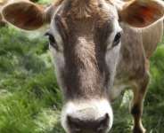Animal Tuberculosis (tb) -A Looming Threat To Public Health