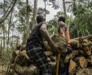 7 mn hectares of forest -- roughly the size of Ireland -- were permanently destroyed in 2025. By Glody MURHABAZI (AFP/File)