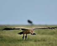 Vulture Safe Zone Alliance launched in Southern Africa